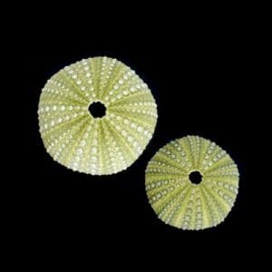 Two sea urchins are shown in a black background.