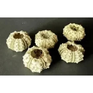 A group of five white sea urchins on top of a table.