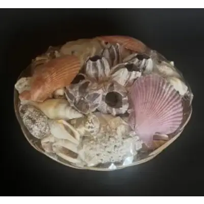 A plate of sea shells on the table