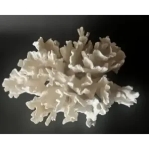 A close up of some white coral on the black background