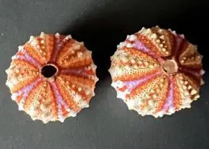 Two sea urchins are shown on a table.