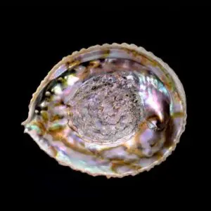 A shell with a black background and some white spots