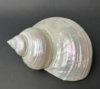 A shell that is sitting on the ground.