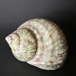 A shell sitting on top of a black surface.