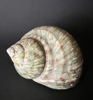 A shell sitting on top of a black surface.