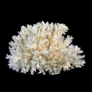 A white coral is shown on the black background.