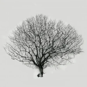 A tree with no leaves in the snow.