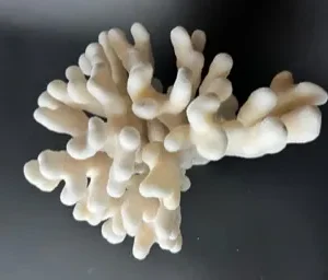 A close up of some white coral on the black background