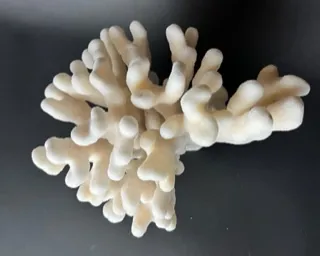 A close up of some white coral on the black background