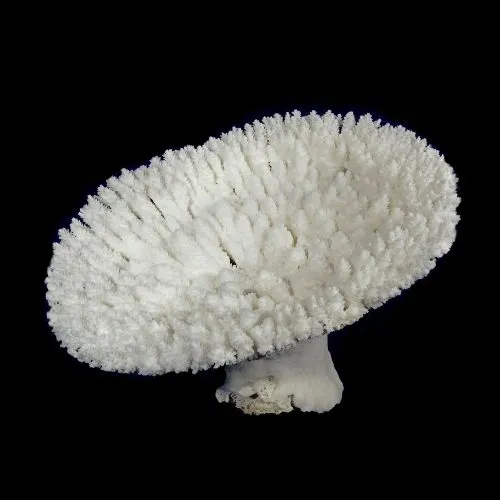 A white mushroom is shown on the black background.