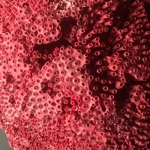 A close up of the coral in red