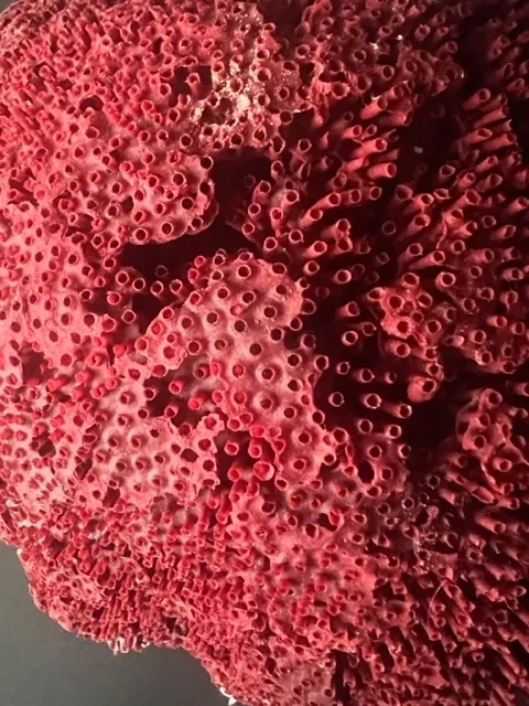 A close up of the coral in red