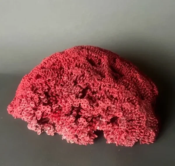 A red coral is sitting on the ground.