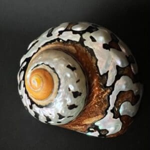 A shell with black and white designs on it.