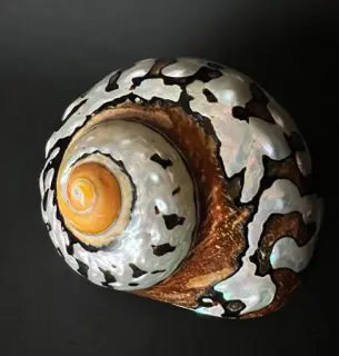 A shell with black and white designs on it.