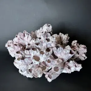 A piece of pink and white coral on top of a table.