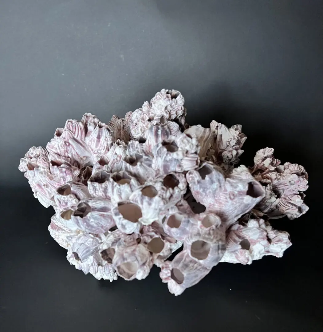 A piece of pink and white coral on top of a table.