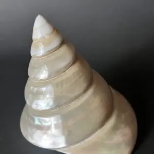 A shell is sitting on the ground and has been shaped like a cone.