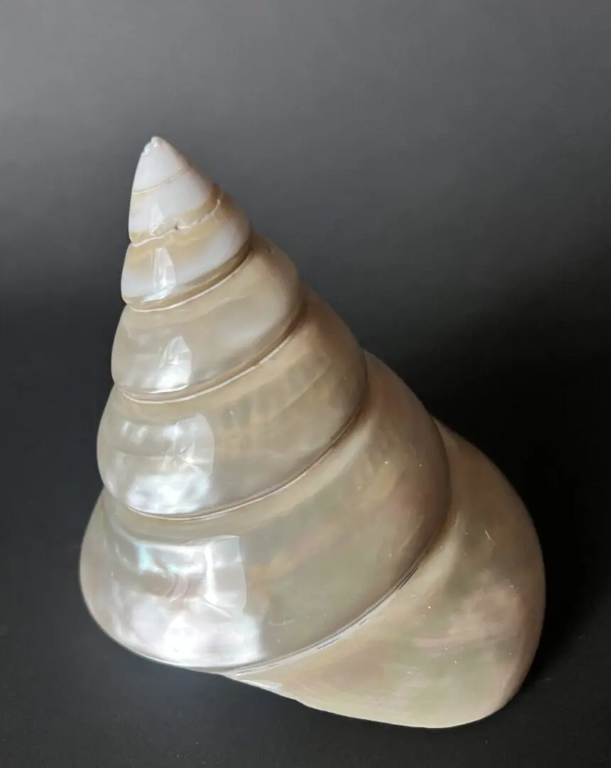 A shell is sitting on the ground and has been shaped like a cone.