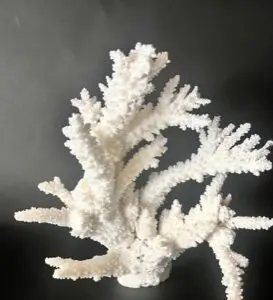 A white coral is shown on the black background.