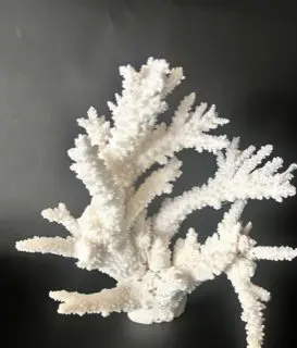 A white coral is shown on the black background.