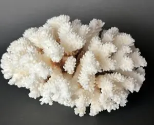 A close up of some white coral on a black background