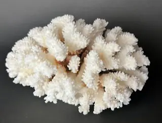 A close up of some white coral on a black background