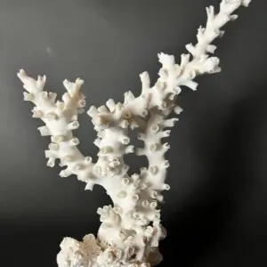 A white coral is in front of a black background.