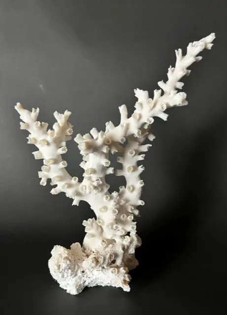 A white coral is in front of a black background.