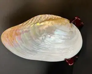 A shell is sitting on a stand