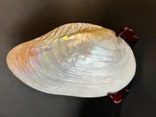 A shell is sitting on a stand