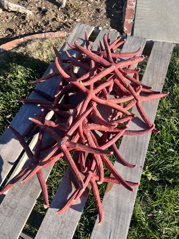 A pile of Natural Red Linkia Sea Stars 12"-14", measuring on a wooden bench.