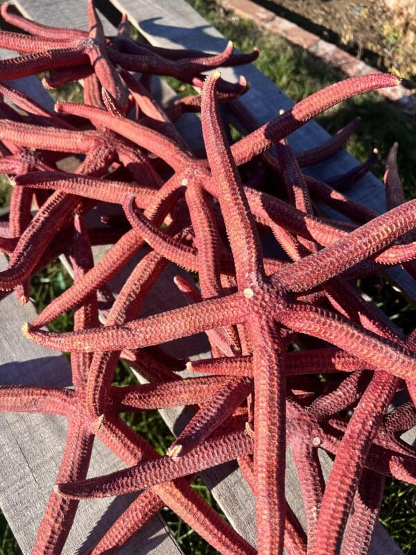 Natural Red Linkia Sea Stars 12"-14" on a wooden table.