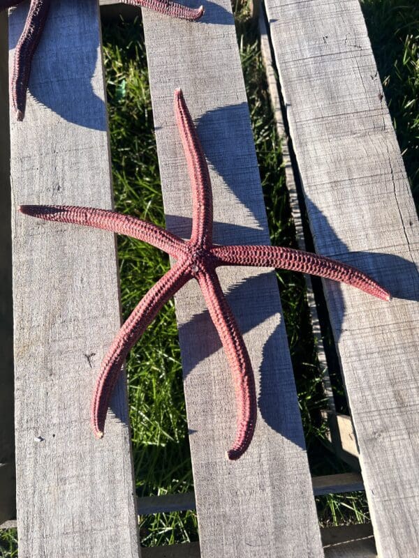 Two Natural Red Linkia Sea Stars 12"-14", sitting on top of a wooden pallet.