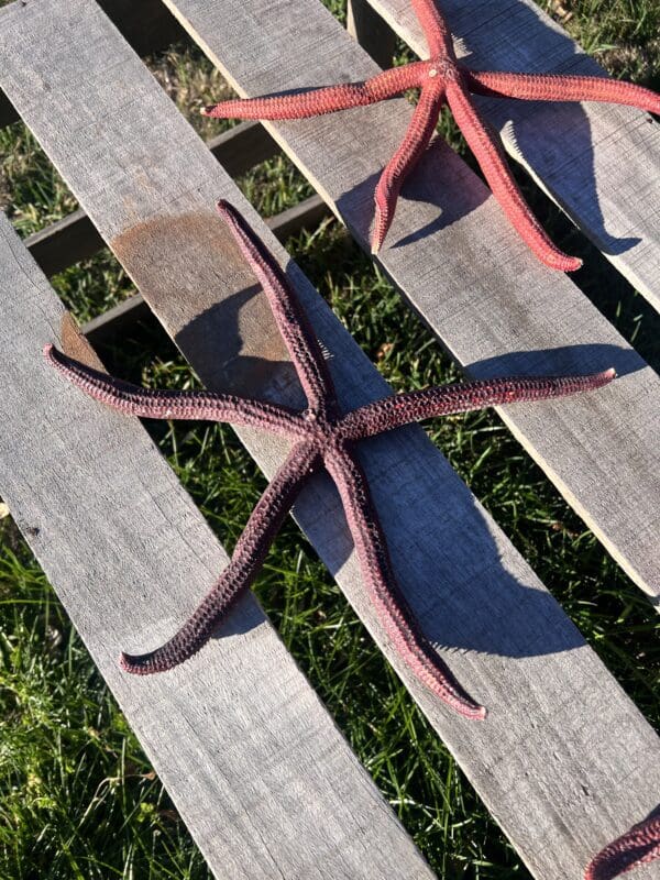 Three Natural Red Linkia Sea Stars 12"-14" in size, sitting on a wooden bench.