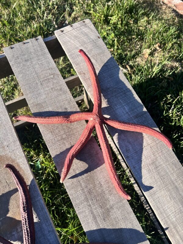 Two Natural Red Linkia Sea Stars 12"-14" sitting on a wooden pallet.