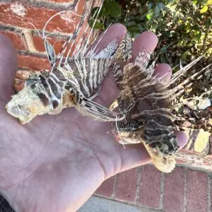 Two dead lionfish in a person's hand, prepared for Lion Fish Taxidermy.