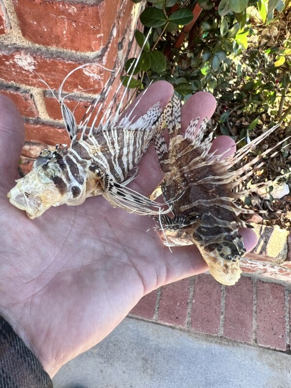 Two dead lionfish in a person's hand, prepared for Lion Fish Taxidermy.