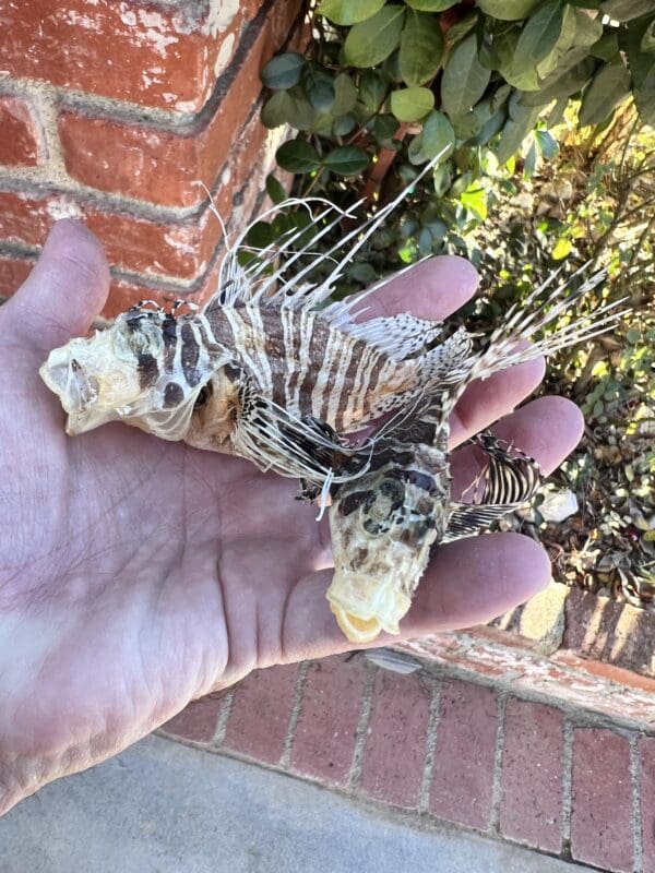 Two Lion Fish Taxidermy in a person's hand.