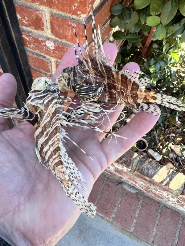 Two dead lionfish in a person's hand, prepped for Lion Fish Taxidermy.