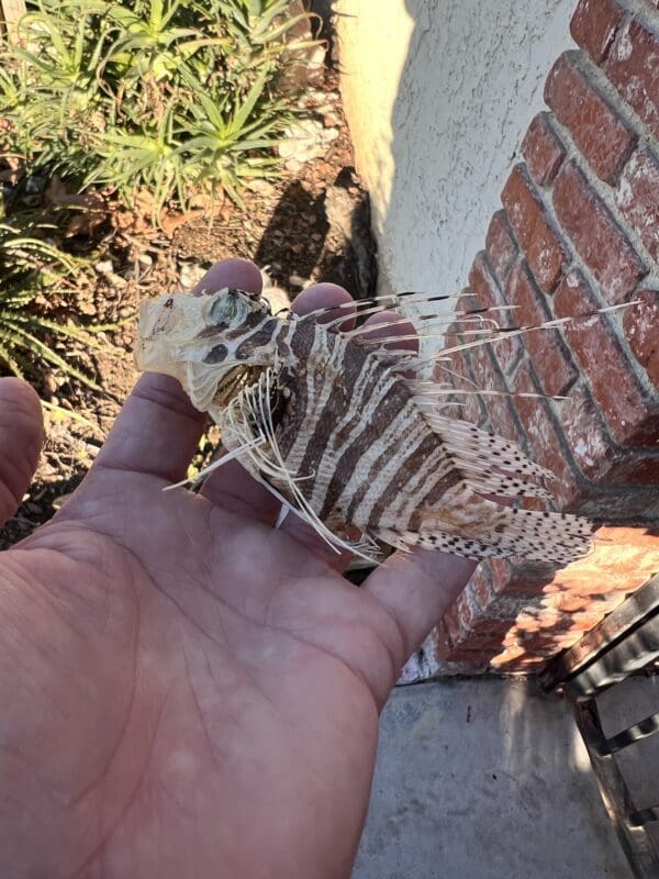 A person holding a Lion Fish Taxidermy in their hand.