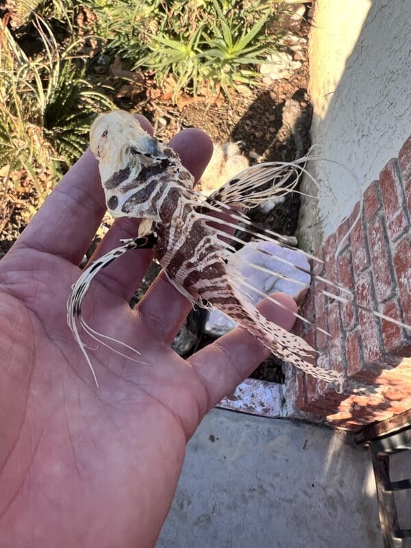 A person holding a Lion Fish Taxidermy in their hand.