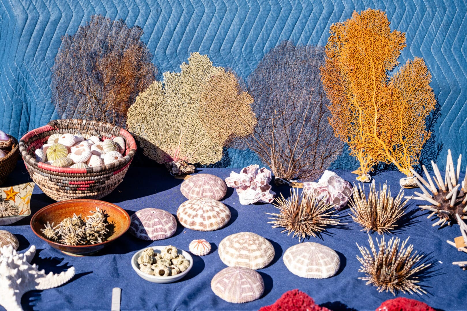 A display of seashells and seaweed on a blue table.