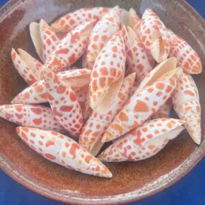 Orange and white Mitra mitra seashells in a bowl on a table.