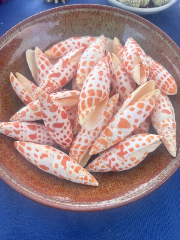 Orange and white Mitra mitra seashells in a bowl on a table.