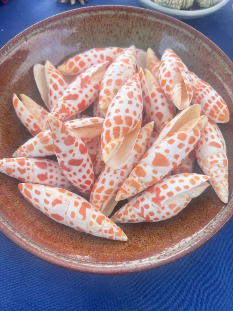 Orange and white Mitra mitra seashells in a bowl on a table.