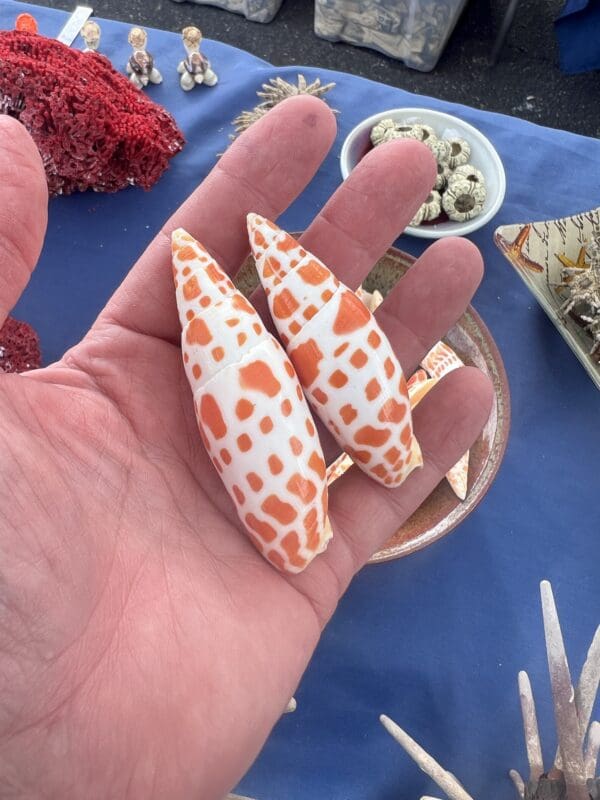 Two orange and white Mitra mitra Seashells in a person's hand.