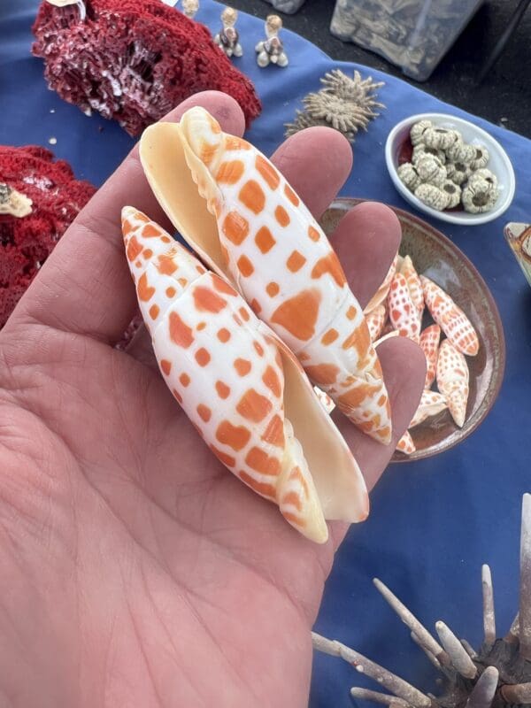 A person is holding a Mitra mitra Seashell on a table.