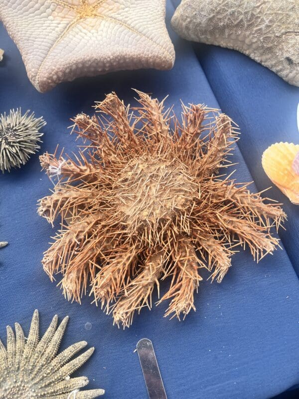 A display of Crown of Thorns Sea Star on a blue table.