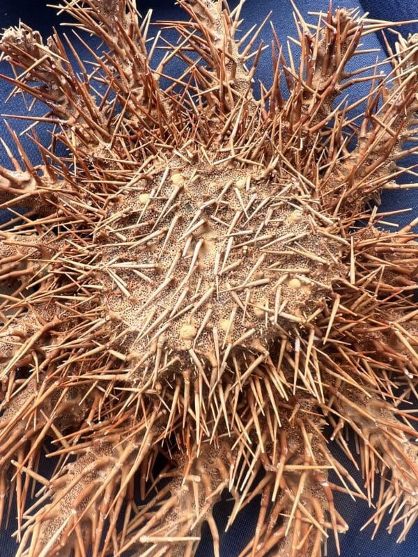 An image of a Crown of Thorns Sea Star on a blue plate.